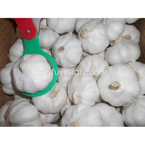 Jinxiang reinen weißen Knoblauch 6.0-6.5cm